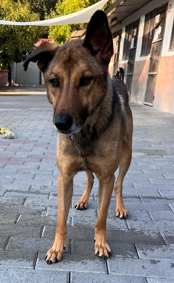 ULISSE LUPETTO Foto 3